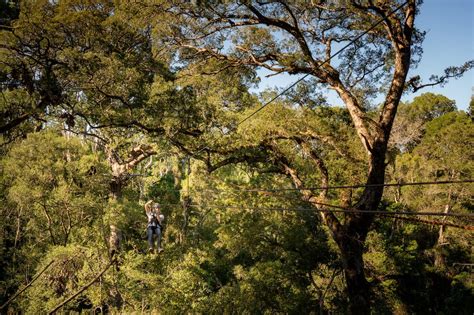  The Big Swing: Un'esperienza adrenalinica sopra la foresta di Tsitsikamma