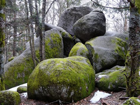  La Foresta di Pietra: Un viaggio nel tempo e nella natura selvaggia!